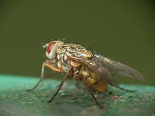 Réf. 277 070 : Phaonia valida